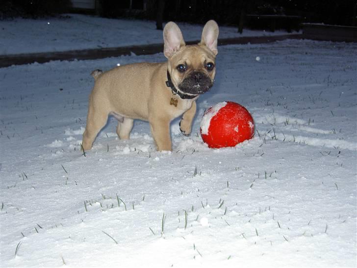 Fransk bulldog Joker Face Brown Sugar billede 1