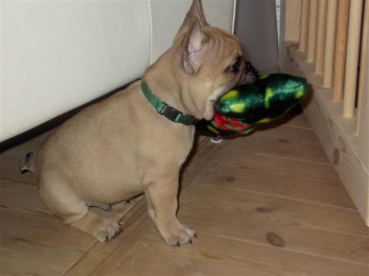 Fransk bulldog Joker Face Brown Sugar billede 2