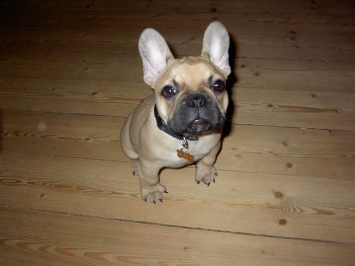 Fransk bulldog Joker Face Brown Sugar billede 3