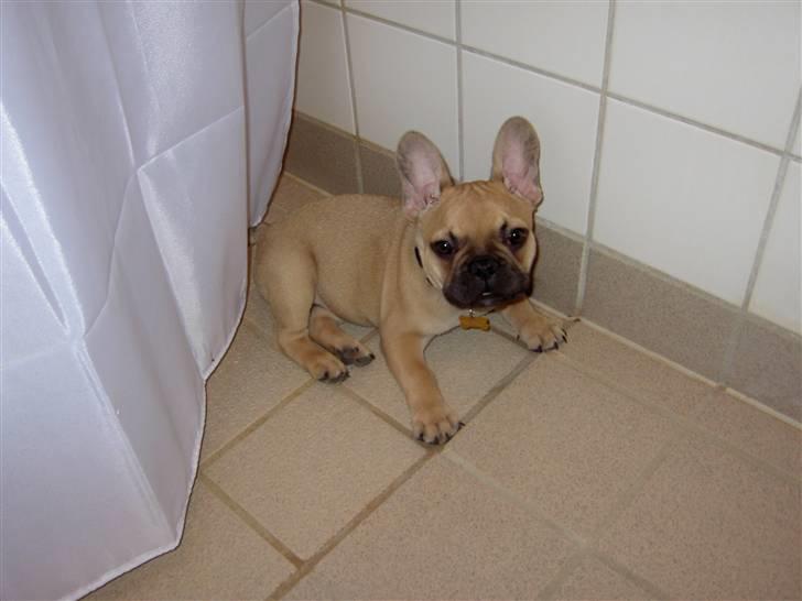 Fransk bulldog Joker Face Brown Sugar billede 4