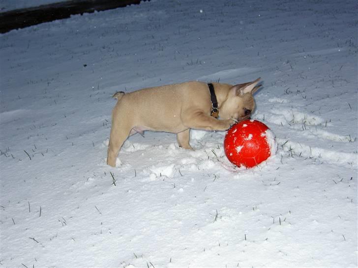 Fransk bulldog Joker Face Brown Sugar billede 5