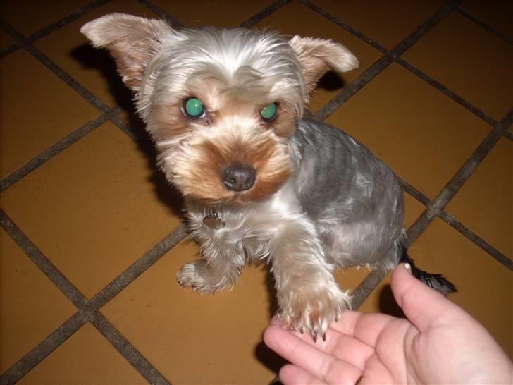 Yorkshire terrier Noa - Go´Dag =) billede 18