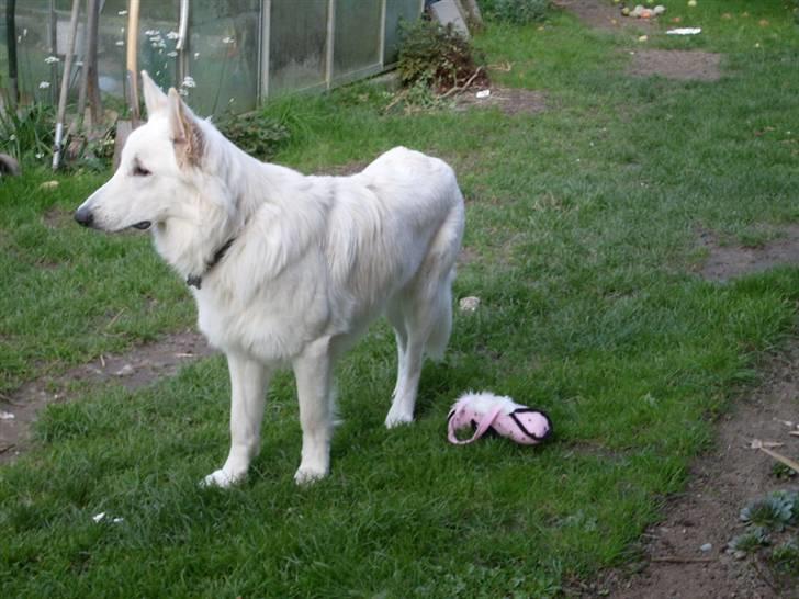 Hvid schæfer Silver - Velkommen til silvers profil <3 billede 1