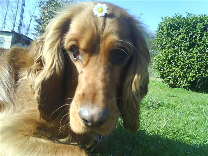 Cocker spaniel Teddy - teddy der lige har været ude og løbe ved stranden:b billede 1