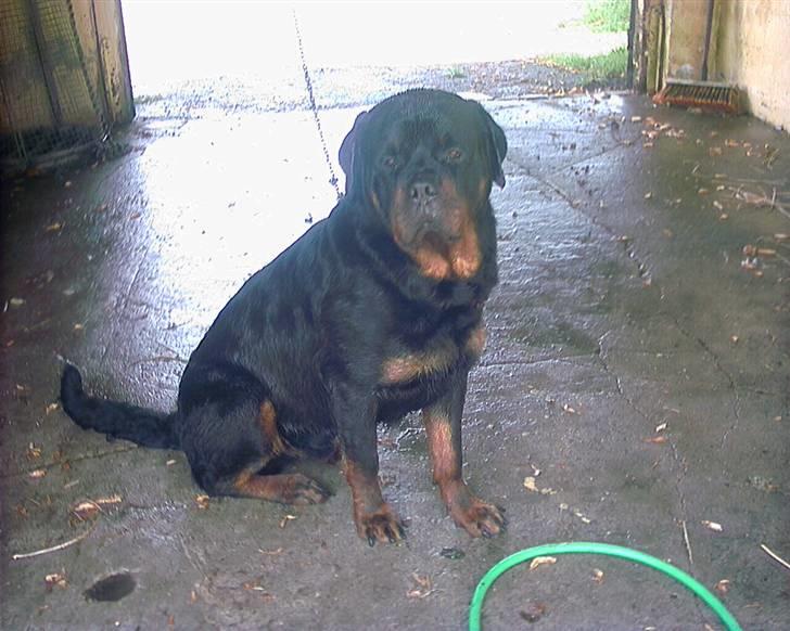 Rottweiler Kato død D. 9/4- billede 3