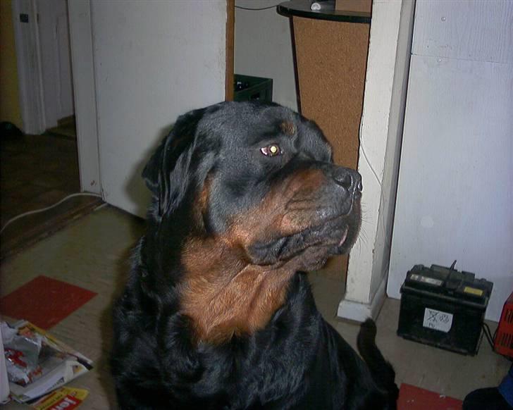 Rottweiler Kato død D. 9/4- billede 6