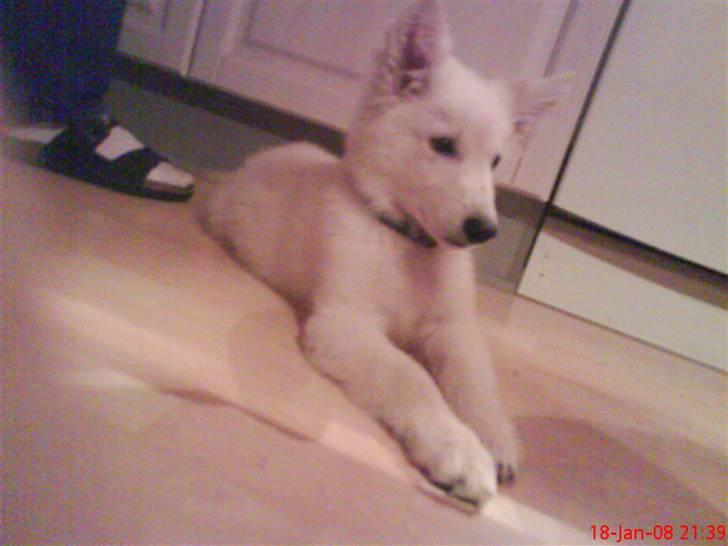 Hvid schæfer Silver - 18/1-2008 billede 2