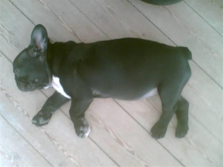 Fransk bulldog Coco - Coco nyder livet :o) billede 10