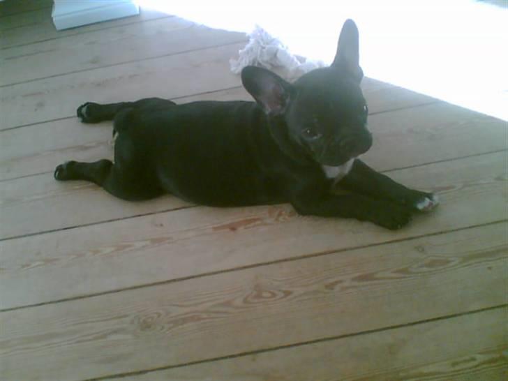 Fransk bulldog Coco - Godmorgen prinsesse ... :D billede 11
