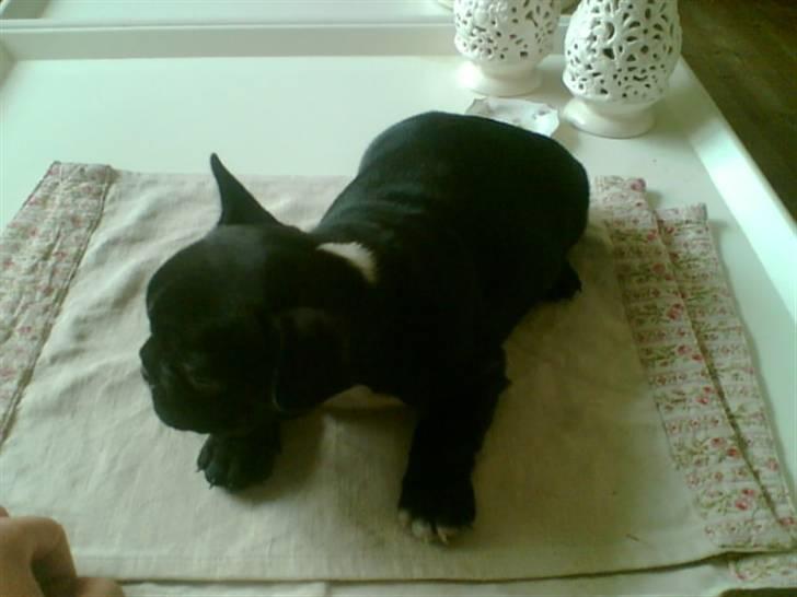 Fransk bulldog Coco - Coco - 7 uger billede 12