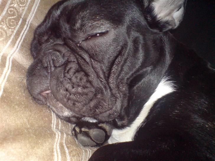 Fransk bulldog Coco - Coco putter :o) billede 13