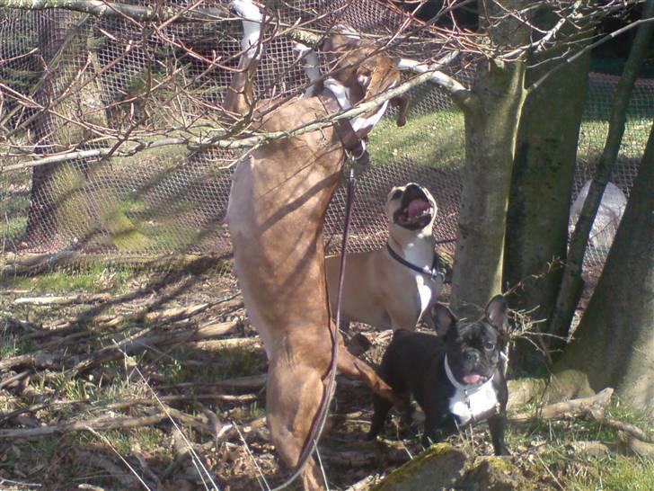 Fransk bulldog Coco - I skoven med Cocos venner .. billede 14