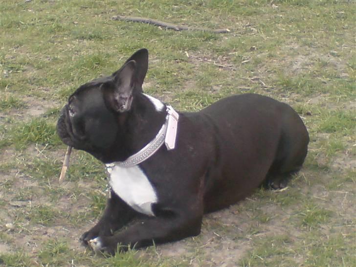 Fransk bulldog Coco - Hallo, var der nogen, der sagde noget???? billede 15