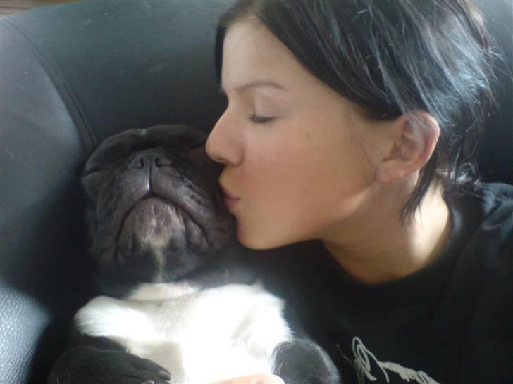 Fransk bulldog Coco - Kærlige Coco ;o) billede 16