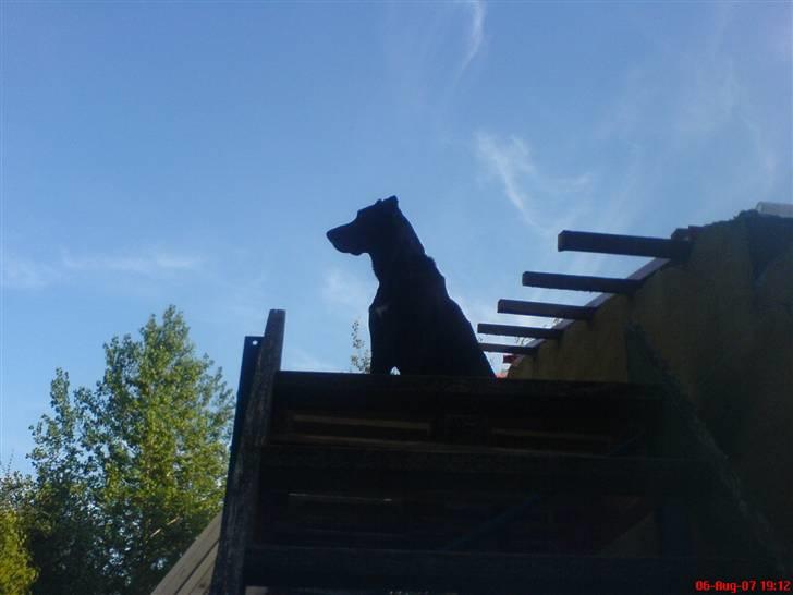 Labrador retriever Thor - The King  billede 2