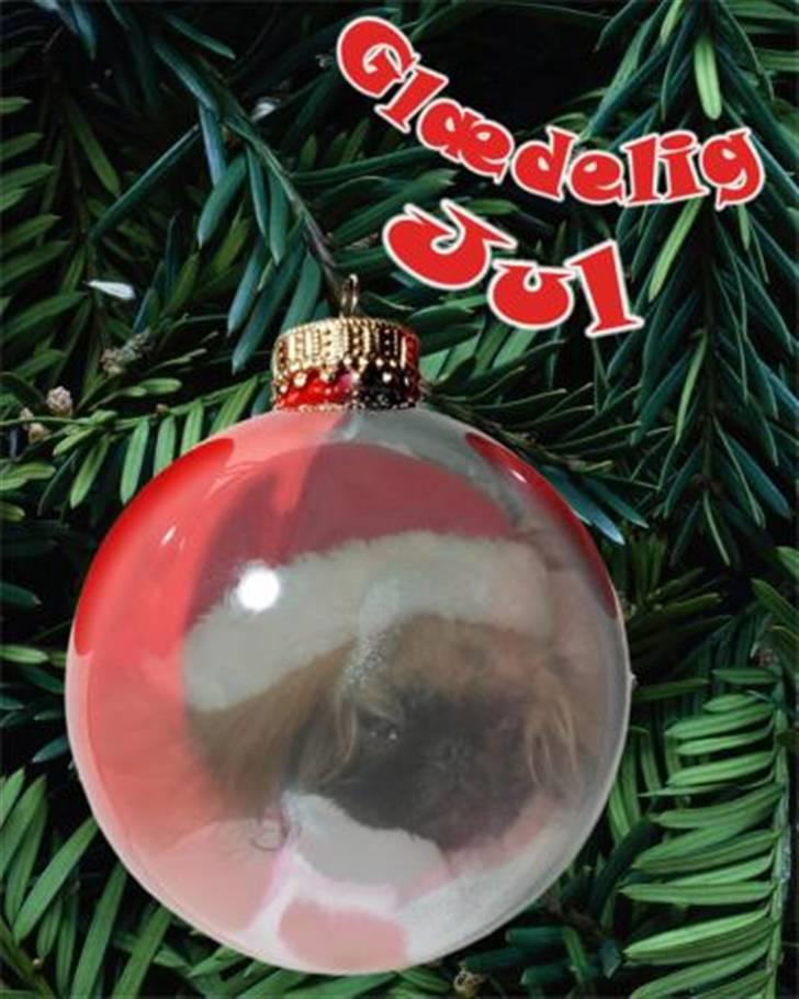 Pekingeser Christian billede 8