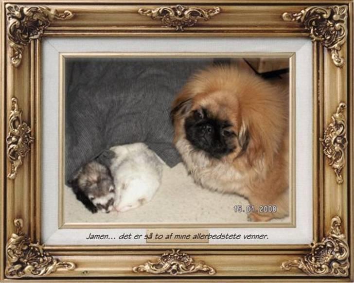 Pekingeser Christian billede 10