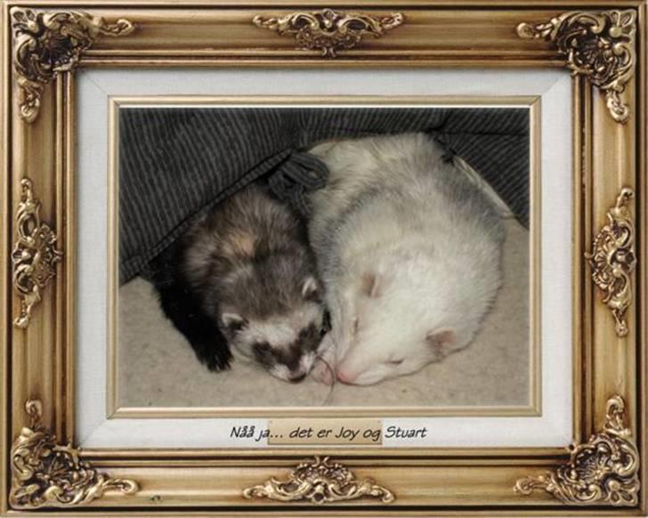 Pekingeser Christian billede 11