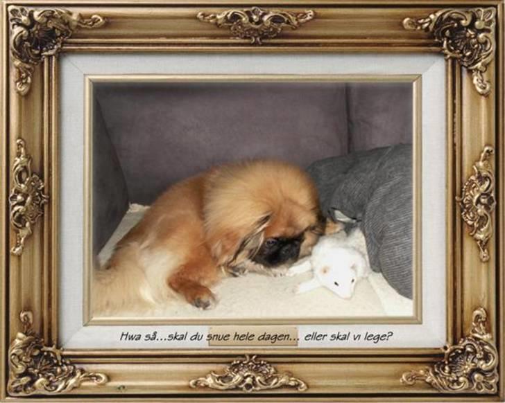 Pekingeser Christian billede 12