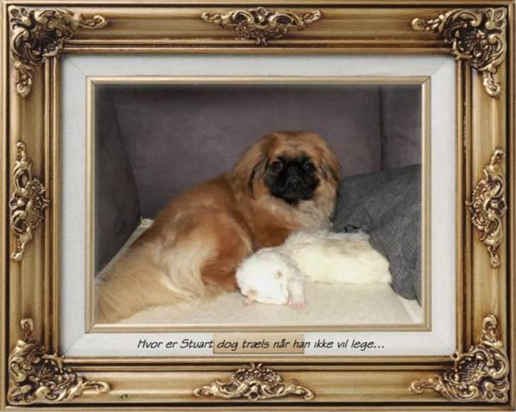 Pekingeser Christian billede 13