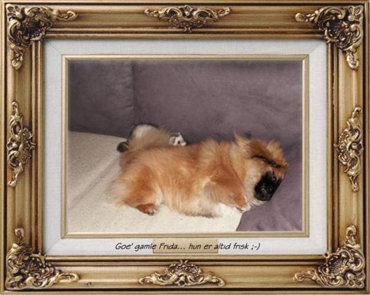 Pekingeser Christian billede 14