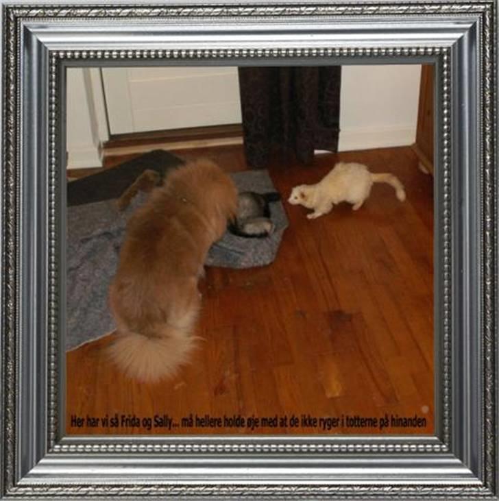 Pekingeser Christian billede 15