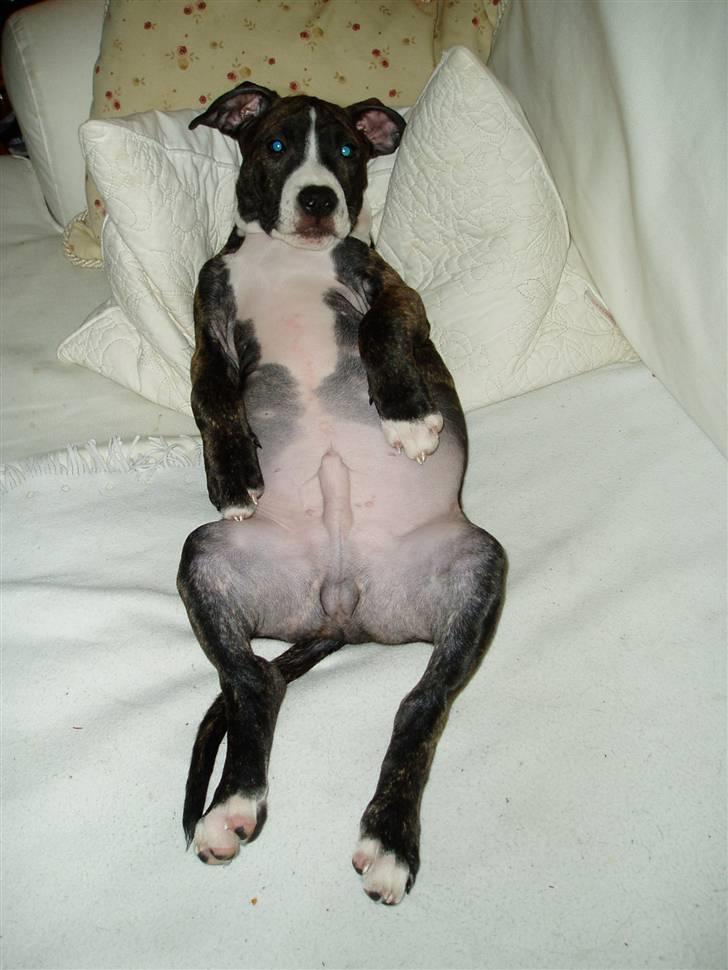 Amerikansk staffordshire terrier limon  - han hygger sig:) billede 12