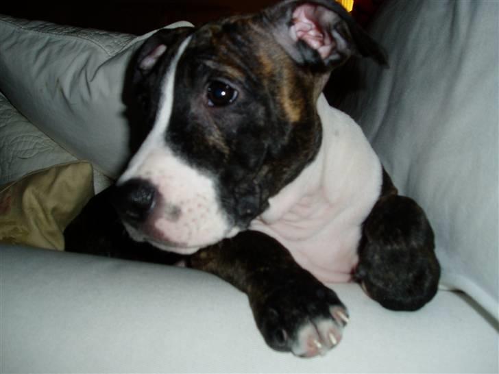 Amerikansk staffordshire terrier limon  billede 13