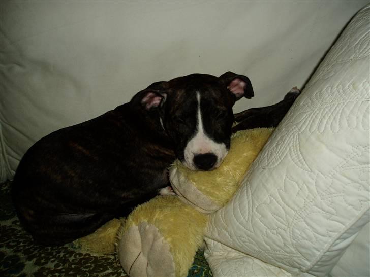 Amerikansk staffordshire terrier limon  - han over tage vores piges bamse:)) billede 14