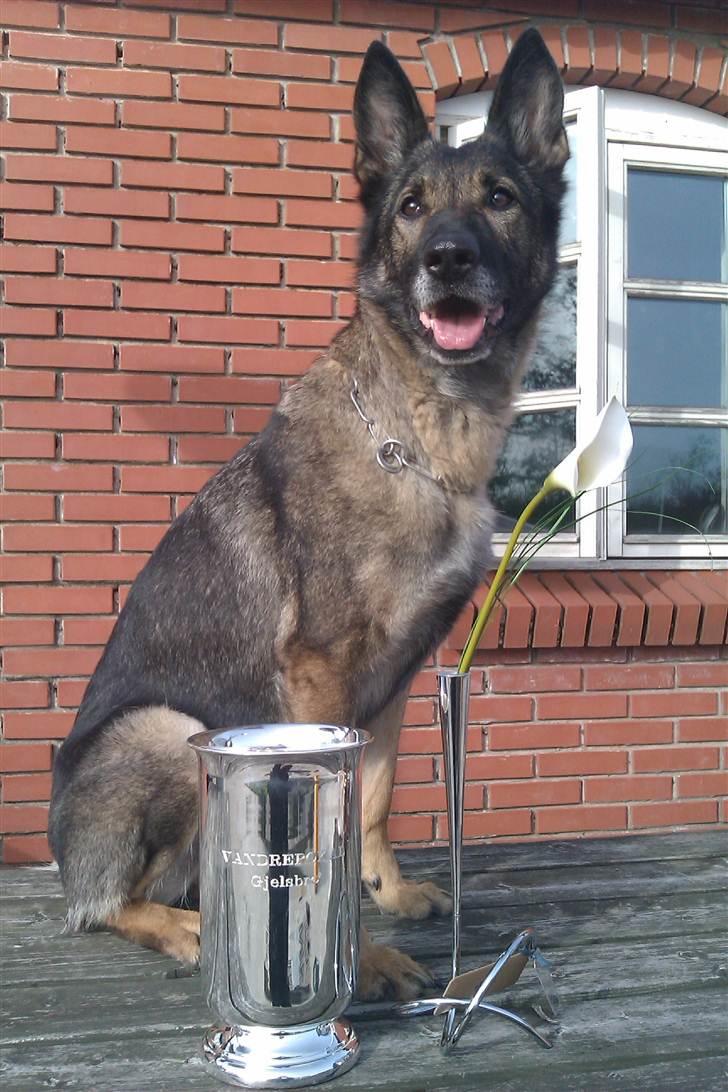 Schæferhund Glarbo Boogie - 1. plads, Gelsbrokonkurrencen 2011. billede 14