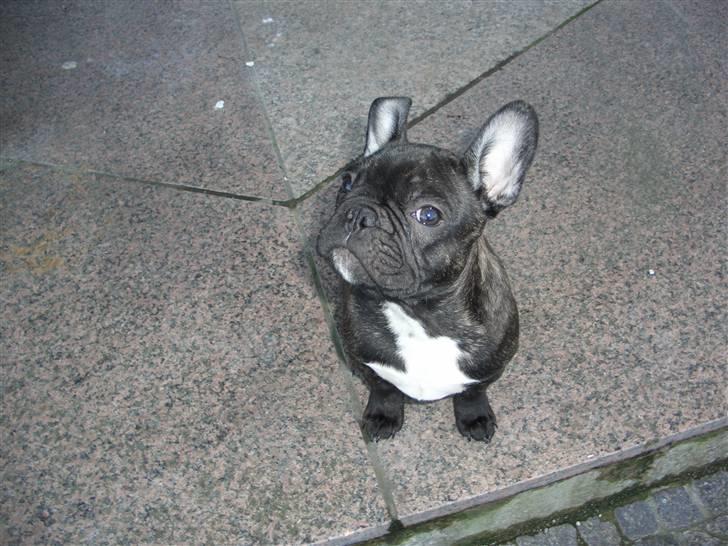 Fransk bulldog Oliver - Oliver i haven billede 6