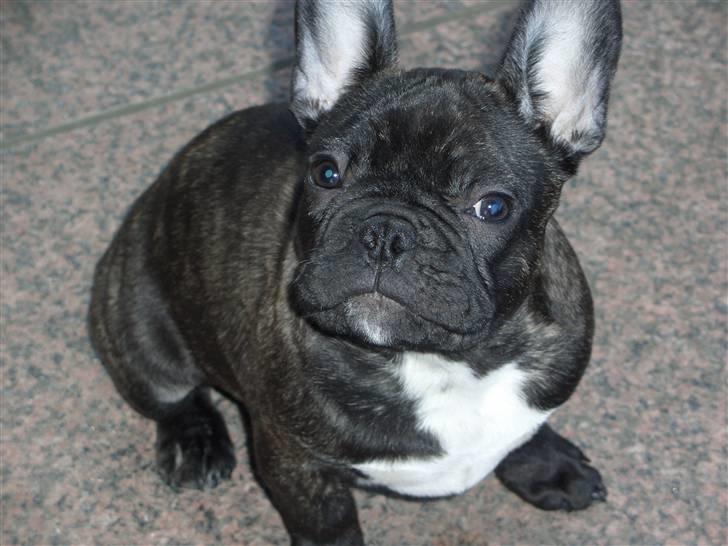 Fransk bulldog Oliver - Aka flæske billede 7