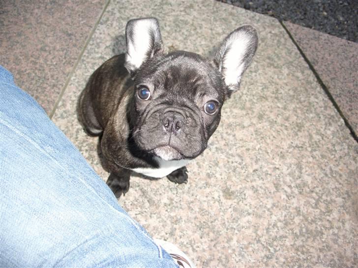 Fransk bulldog Oliver - Hvad laver du moar...?? billede 8