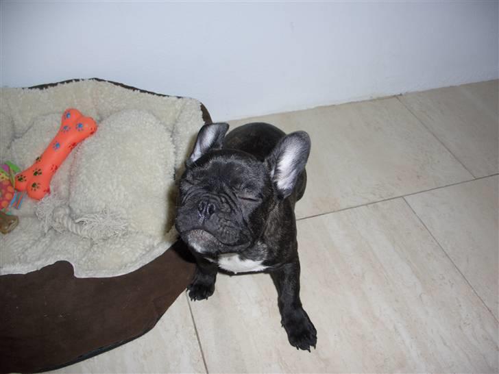 Fransk bulldog Oliver - sådan ser jeg ud lige inden jeg gør- ikke altid lige kønt ;-) billede 9