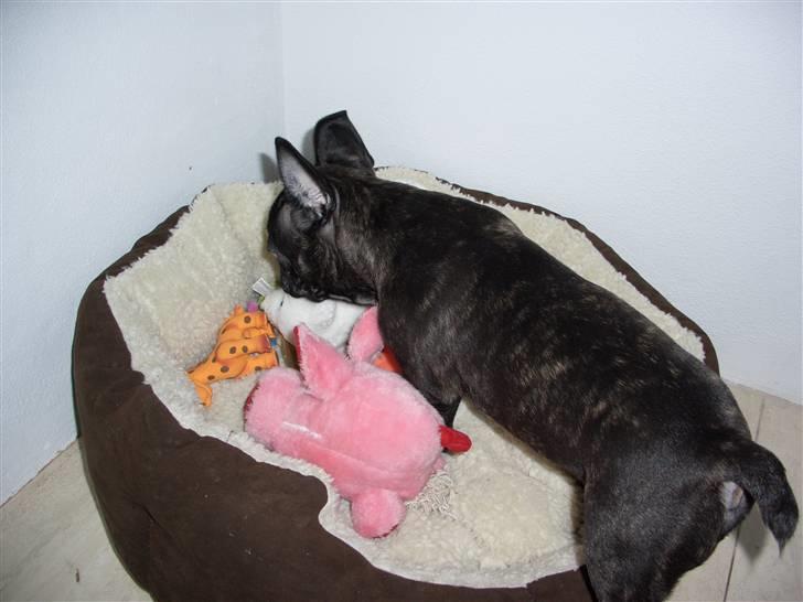 Fransk bulldog Oliver - Olivers "GULD" billede 10