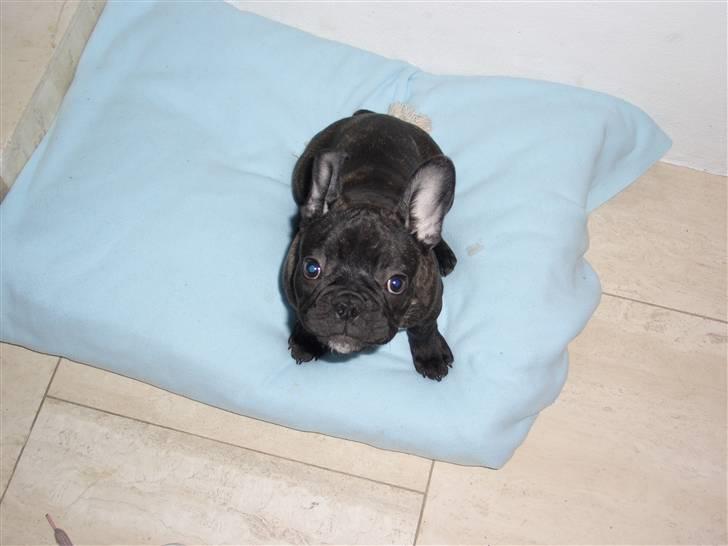 Fransk bulldog Oliver - Olivers seng nr. 2 inden for 3 m. Han kunne jo blive træt. Lille forkælede trold billede 11