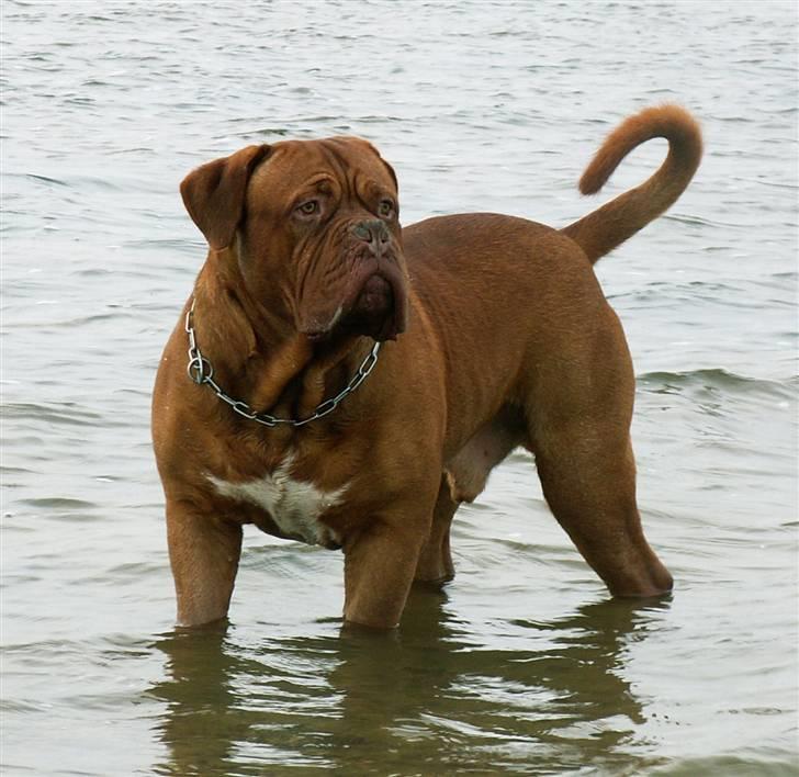 Dogue de bordeaux Jack - R.I.P billede 4