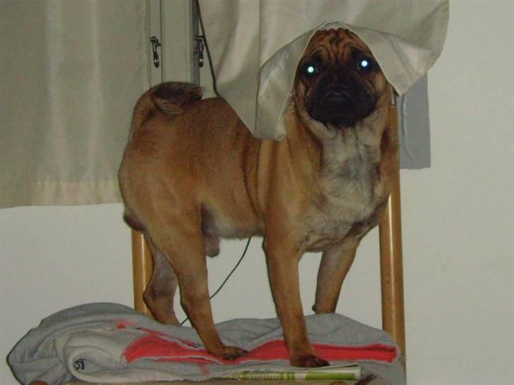 Blanding af racer Magnus - Se mig mor, jeg leger nonne.. hehe billede 14