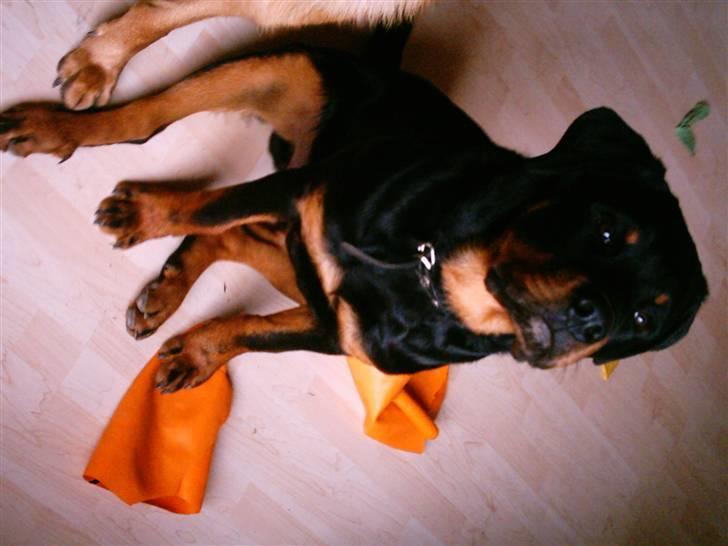 Rottweiler Catos - hej....her er jeg billede 1