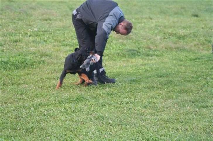 Rottweiler Catos - Mig og farmand til træning billede 2