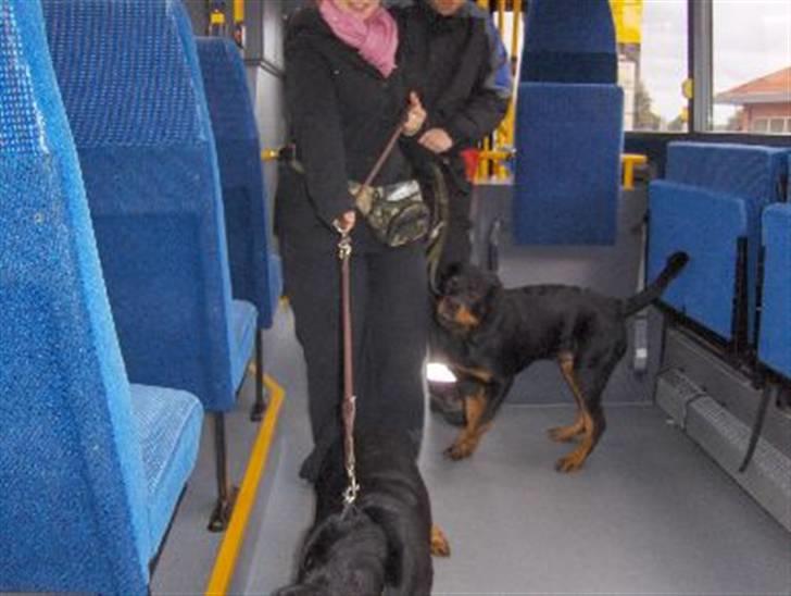 Rottweiler Catos - Mig og en del af farmand på bustur med klubben billede 3