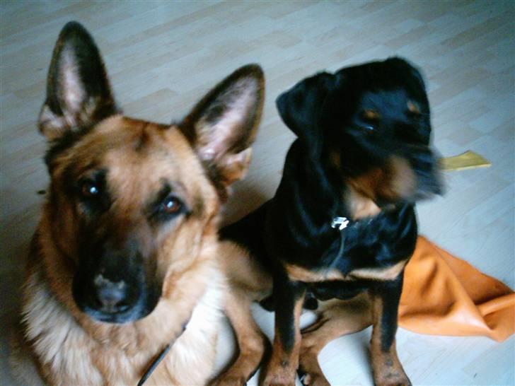 Rottweiler Catos - Mig og bofælle Isak *rip*...god legekammerat var han også billede 4