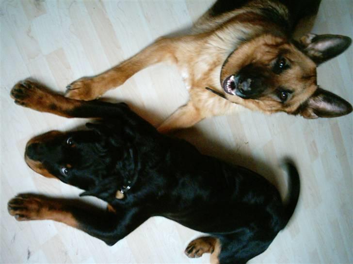 Rottweiler Catos - Gider altså ikke rigtig mere... billede 5