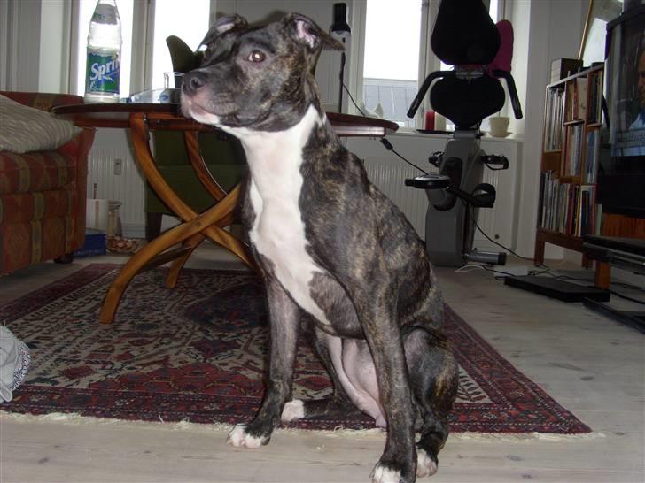 Amerikansk staffordshire terrier Kuno billede 11