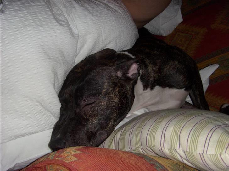 Amerikansk staffordshire terrier Kuno billede 12