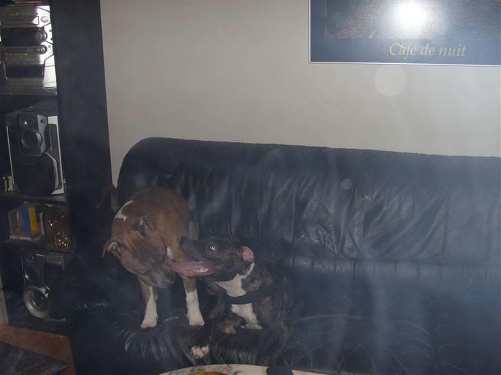 Amerikansk staffordshire terrier Kuno billede 13