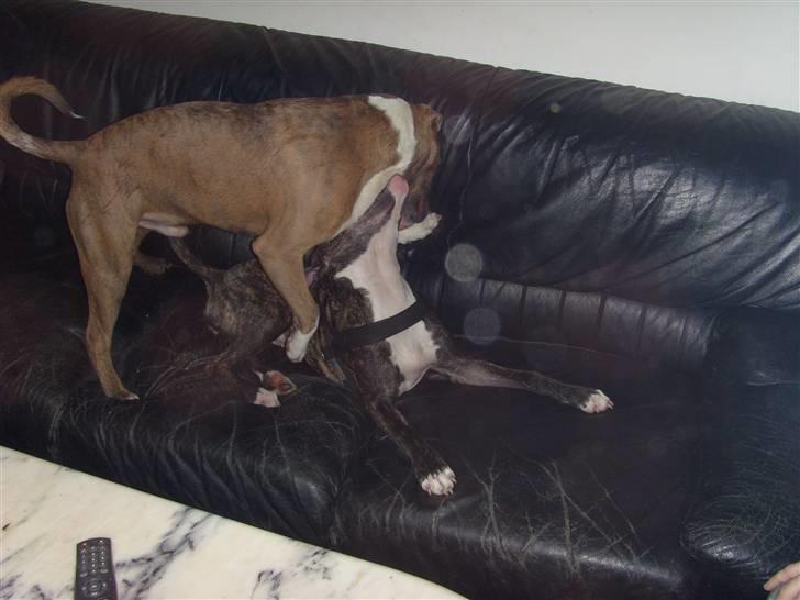 Amerikansk staffordshire terrier Kuno billede 14