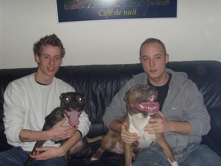 Amerikansk staffordshire terrier Kuno billede 15