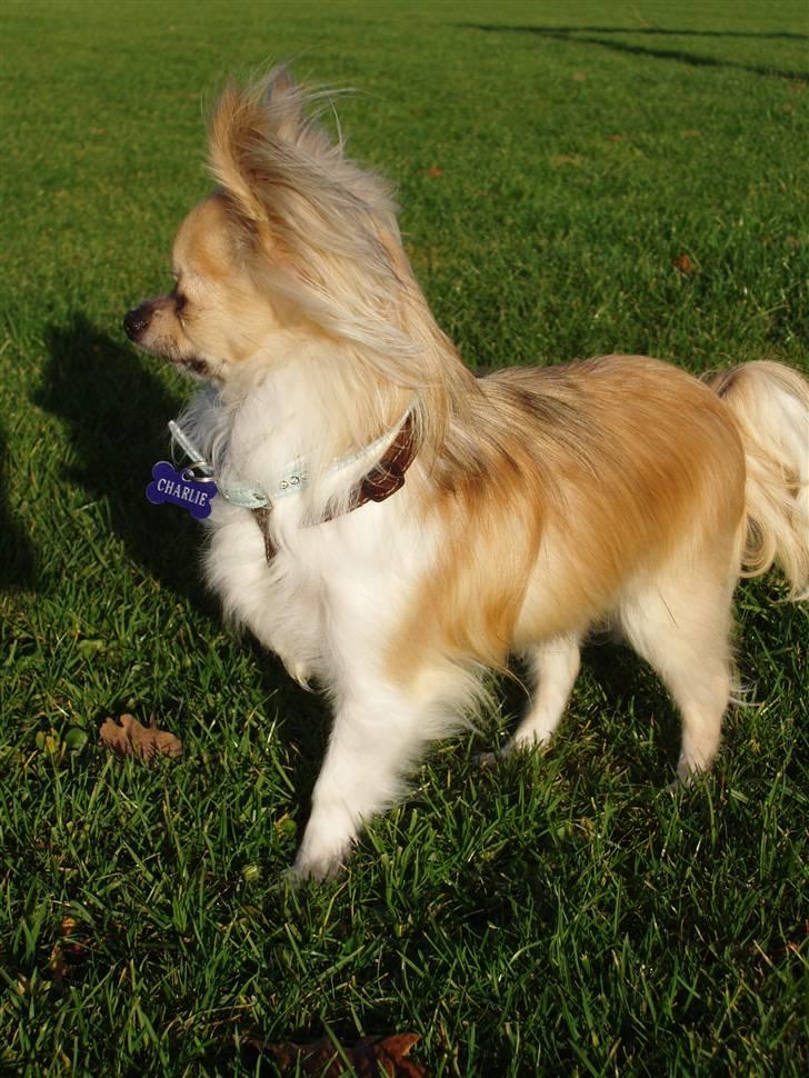 Chihuahua ** Charlie ** - Står lige her og svinger med lokkerne i brisen *GG* billede 18