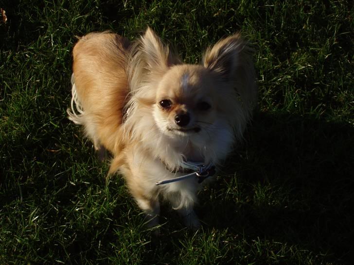 Chihuahua ** Charlie ** - Smukke Charlie billede 19